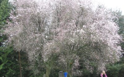 Spring Flowers